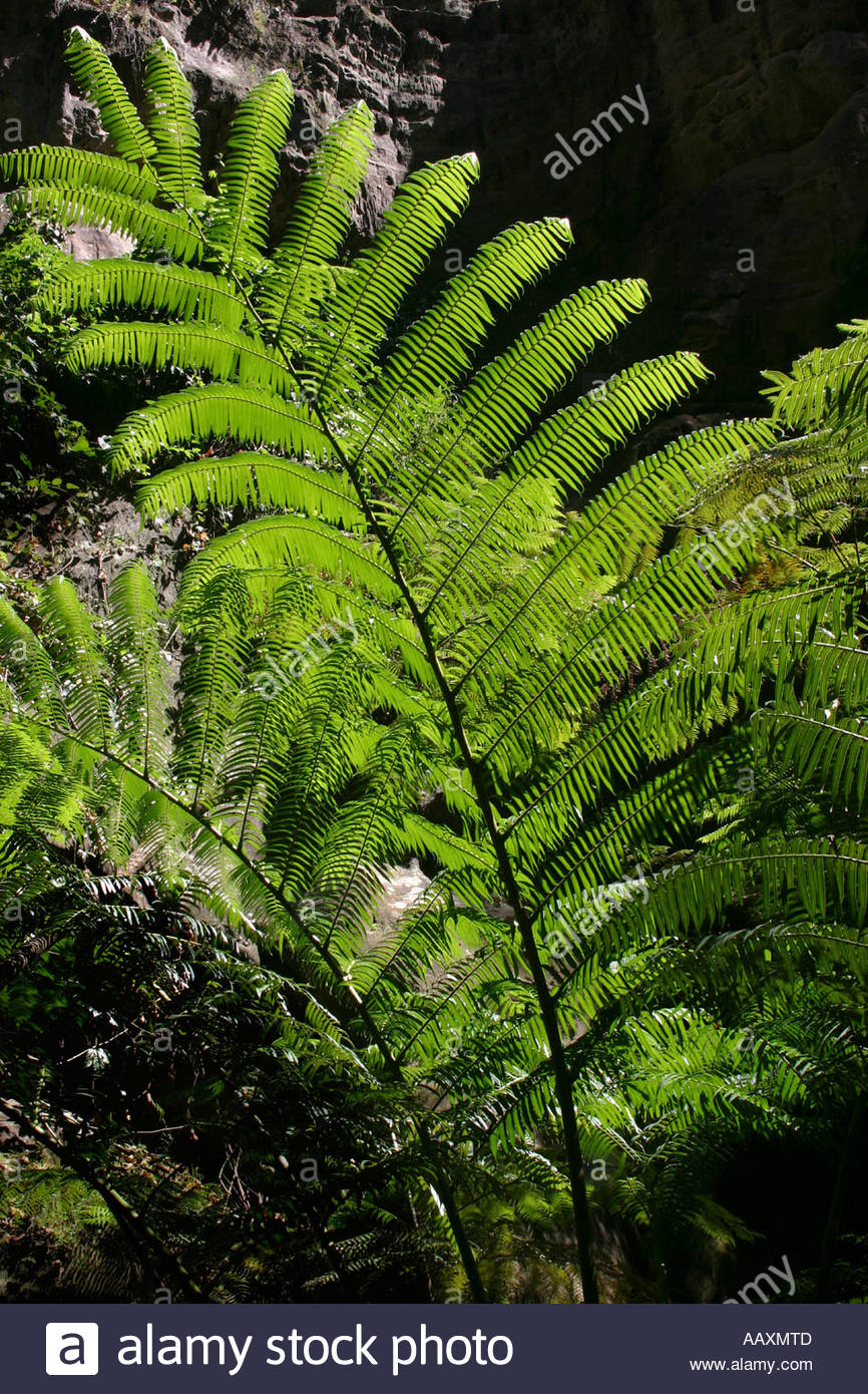 King Fern Stock Photos & King Fern Stock Images - Alamy