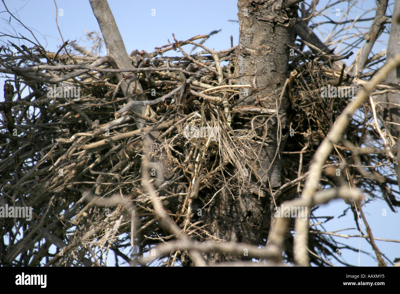 Nest of house crow hires stock photography and images Alamy