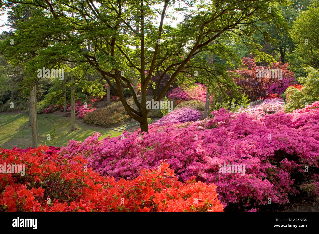 Punch Bowl Valley Gardens Windsor Park Berkshire UK May Stock Photo Alamy