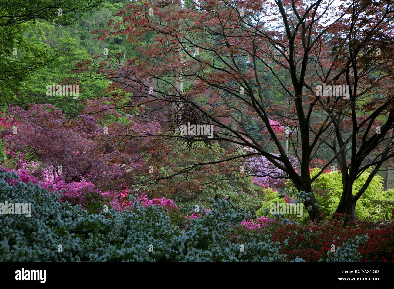 Punch Bowl Valley Gardens Windsor Park Berkshire UK May Stock Photo Alamy