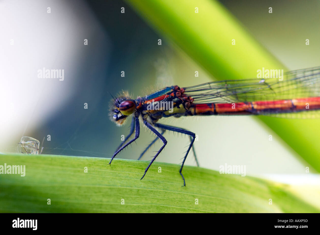 Large Red Damselfly Pyrrhosoma nymphula resting on a bulrush Stock ...