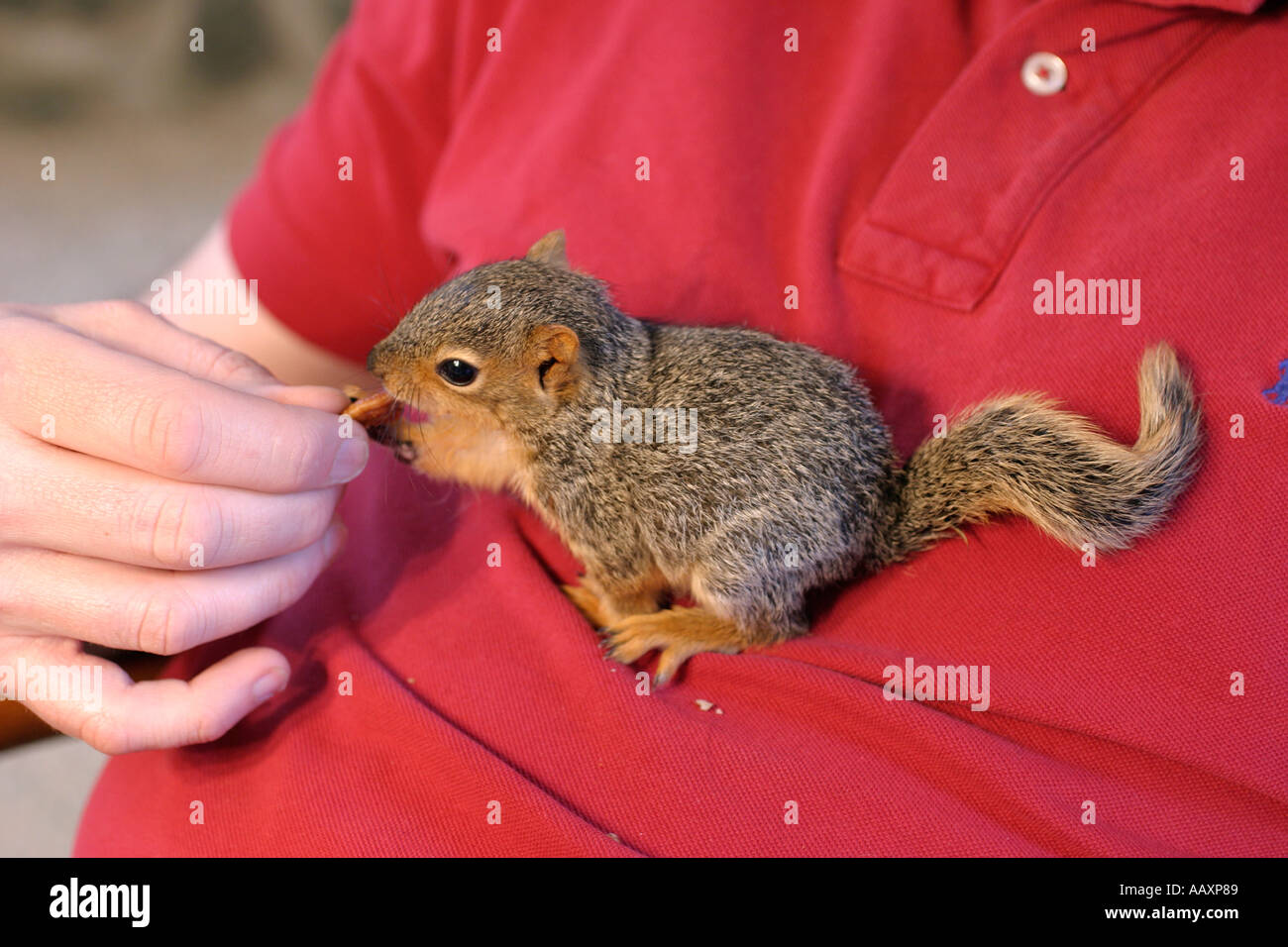 Baby squirrel play hires stock photography and images Alamy