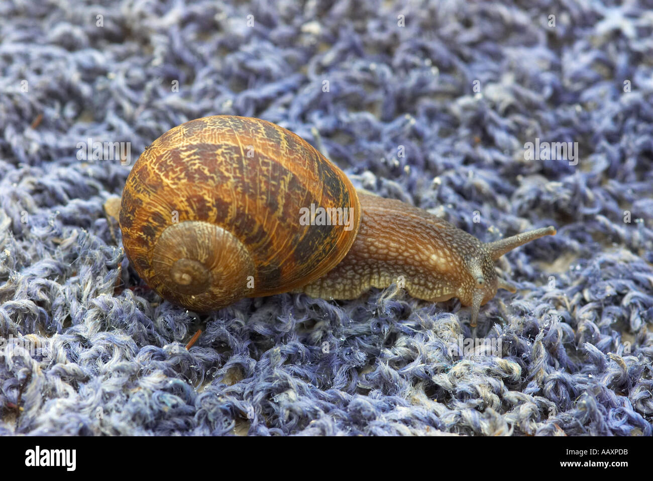 Common garden snail Helix aspersa traversing some old blue carpet Stock Photo