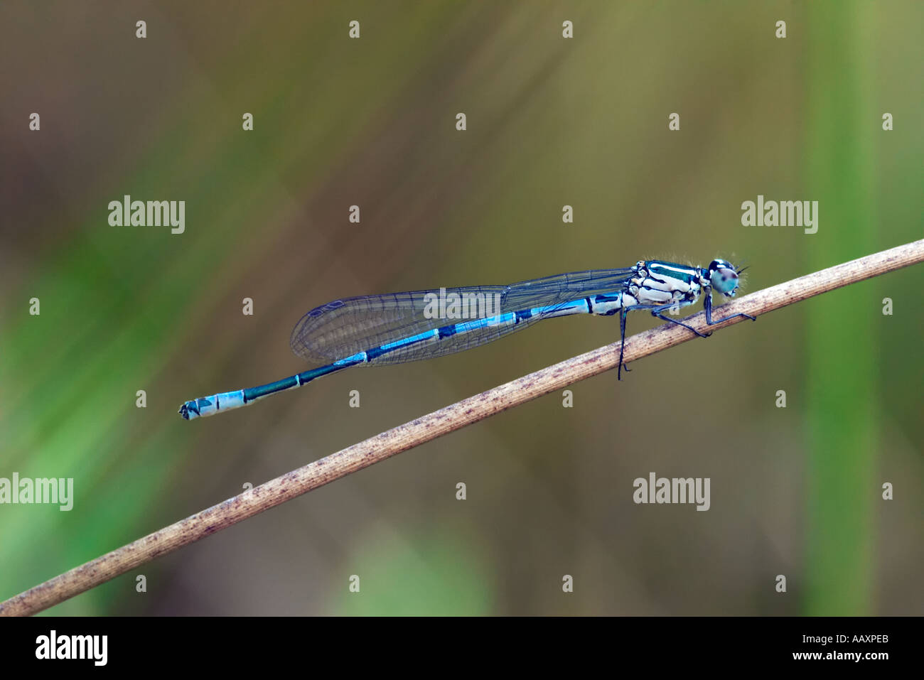 Macro shot of male Azure damselfly Coenagrion puella Stock Photo - Alamy