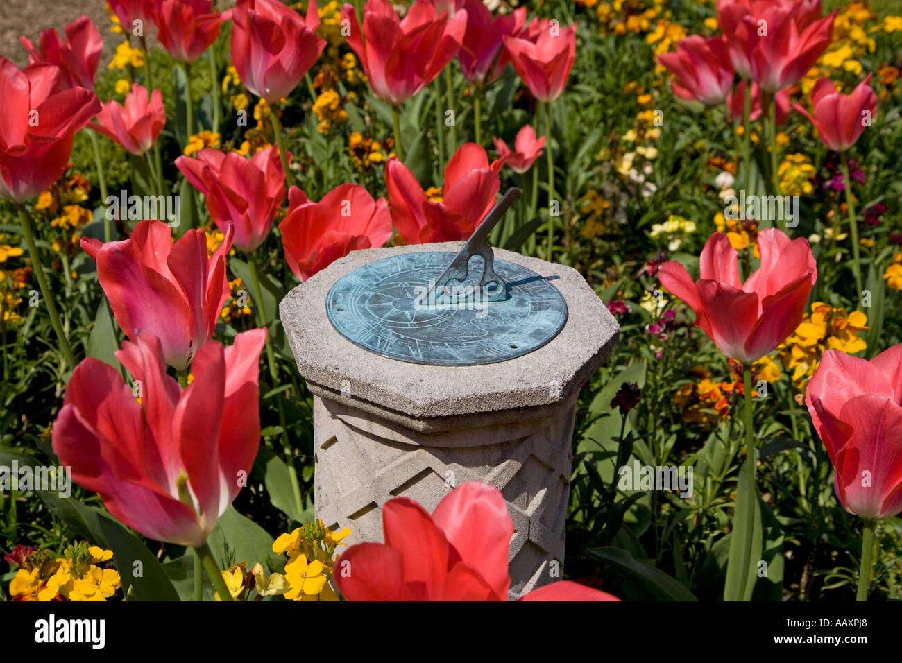 Sundial & Pink Tulips May Hertfordshire UK Stock Photo