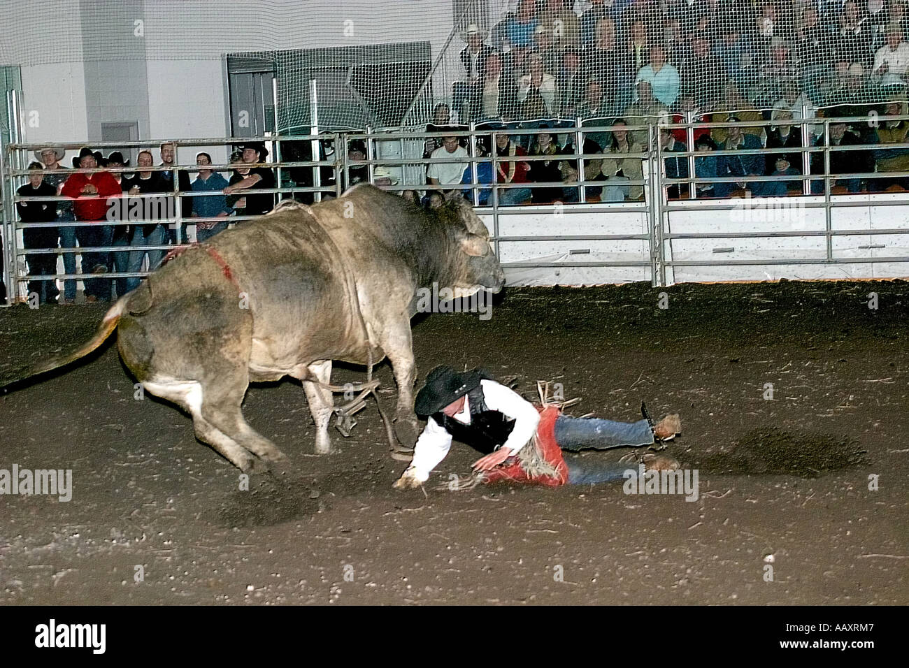 Angry Bull Riding BULL RIDING. Cowboys pitting their skills against rough and vicious ...