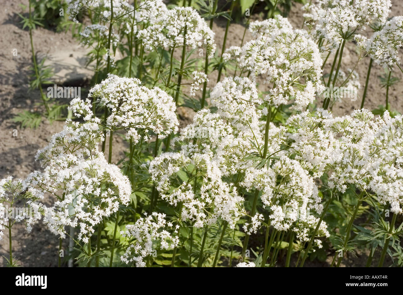 White spring flowers of great water parsnip - Umbelliferae - Sium latifolium, Europe Stock Photo