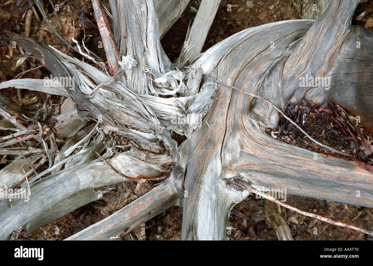 Bog find hi-res stock photography and images - Alamy