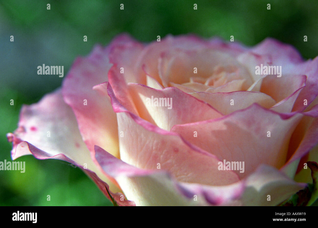 Close-up of Rose flower Stock Photo