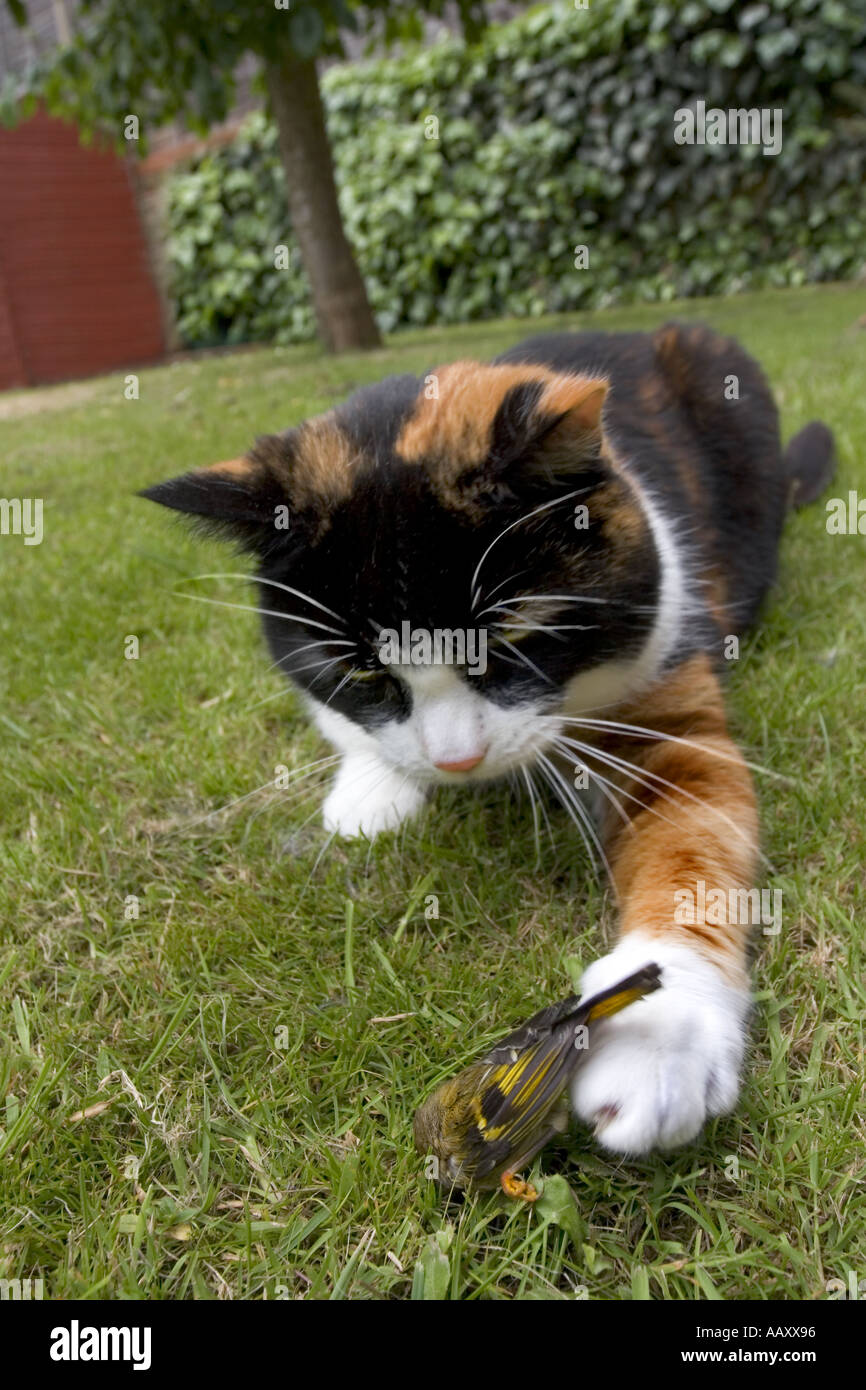 My cat sales caught a bird