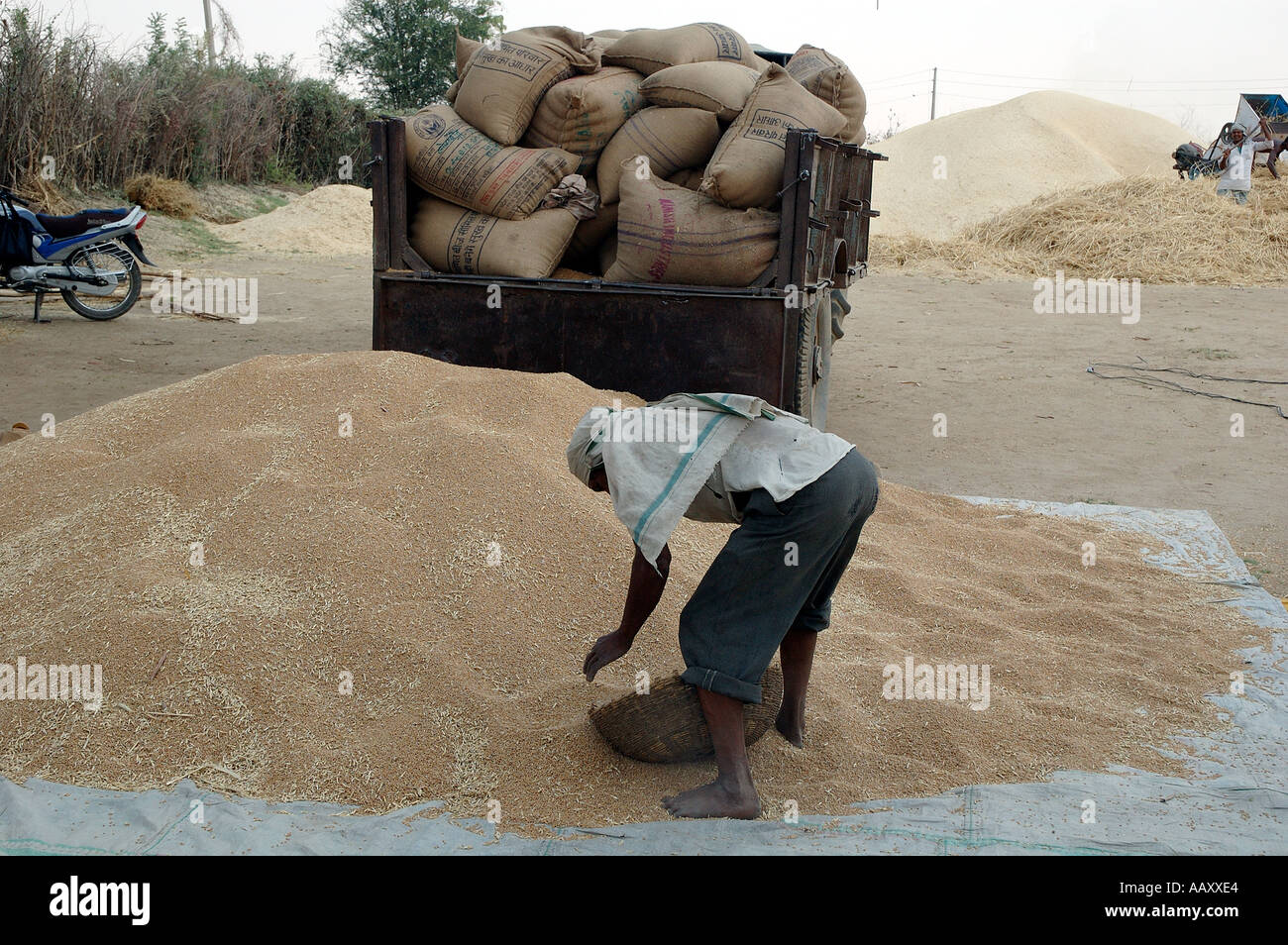 wheat gunny bags loaded in Trolly Tractor truck Village Mahangwa District Narsinghpur Madhya Pradesh India - ANA 99967 Stock Photo