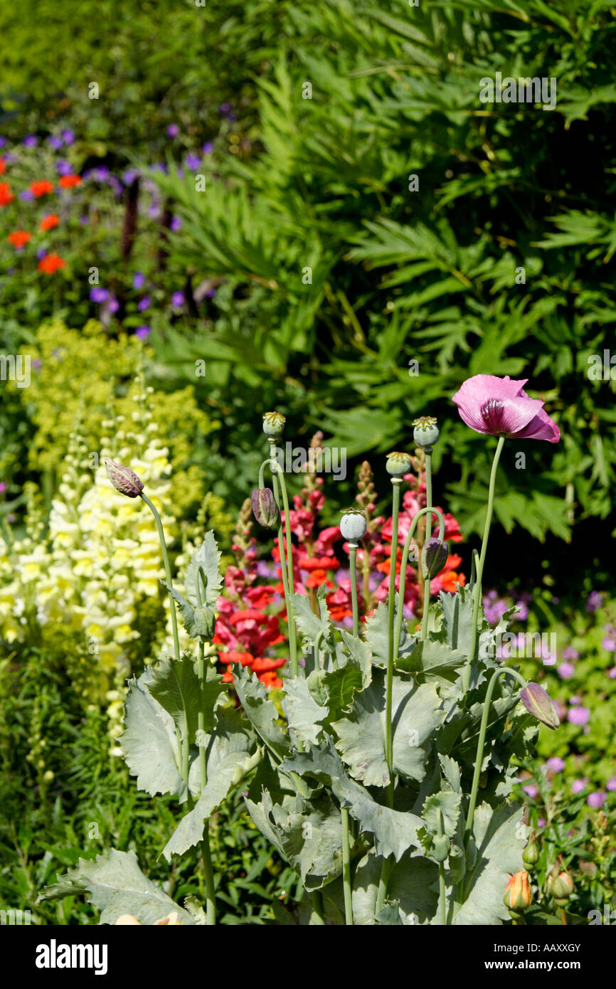 June garden border hi-res stock photography and images - Alamy