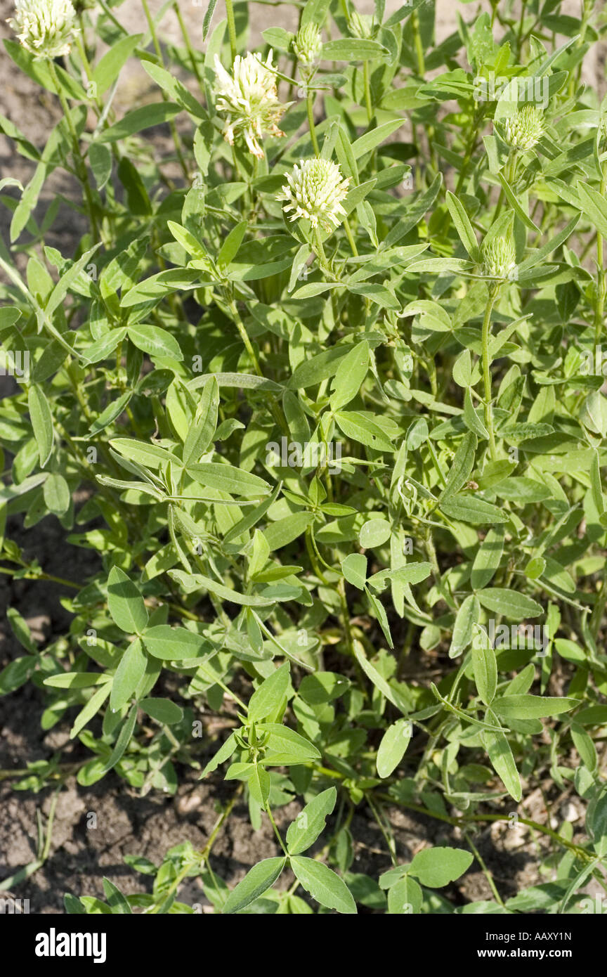 Green plant and white flower of Hungarian clover - Leguminosae -Trifolium pannonicum, Europe, Asia Stock Photo