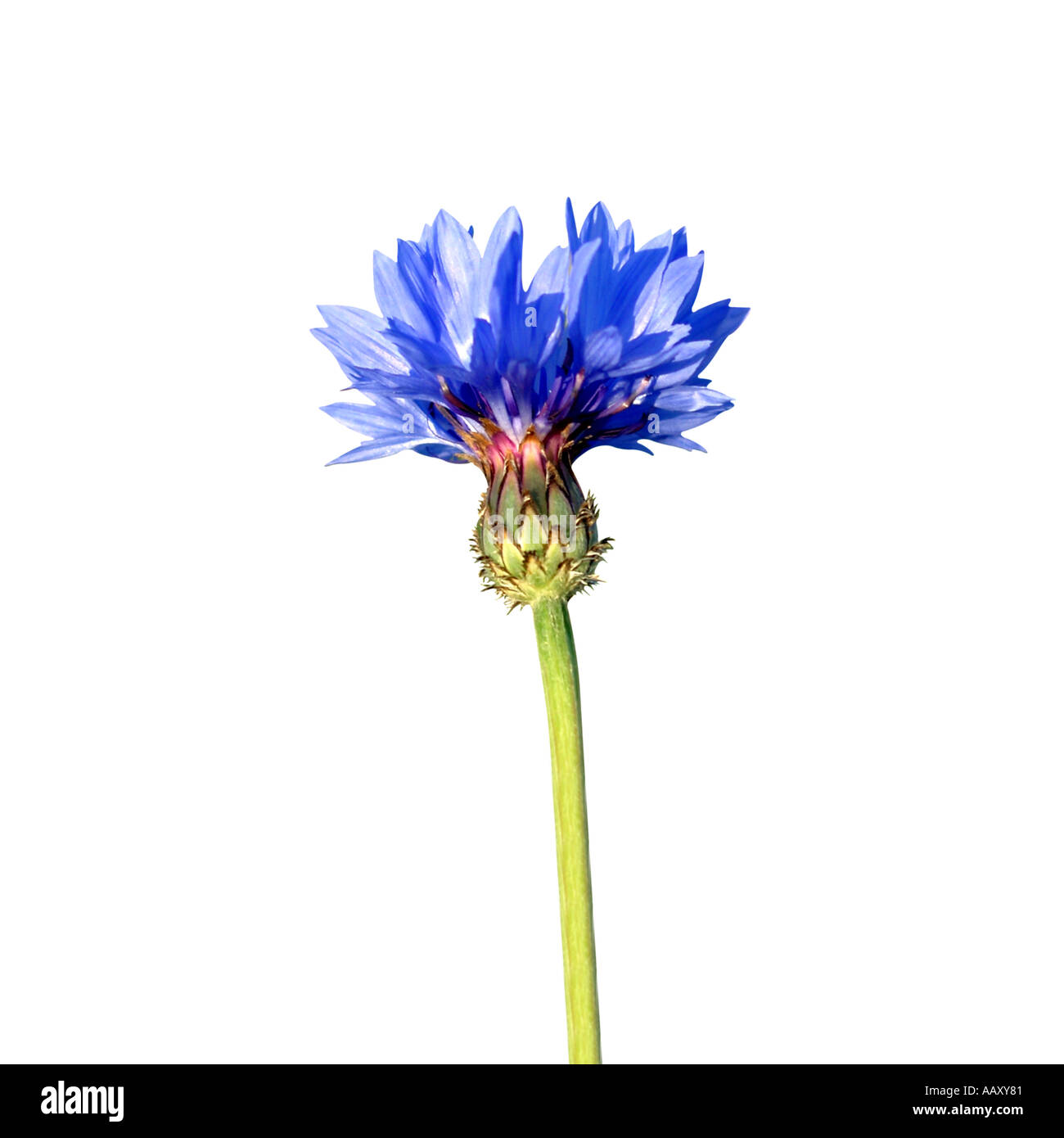 Bluebottle flower on white Stock Photo