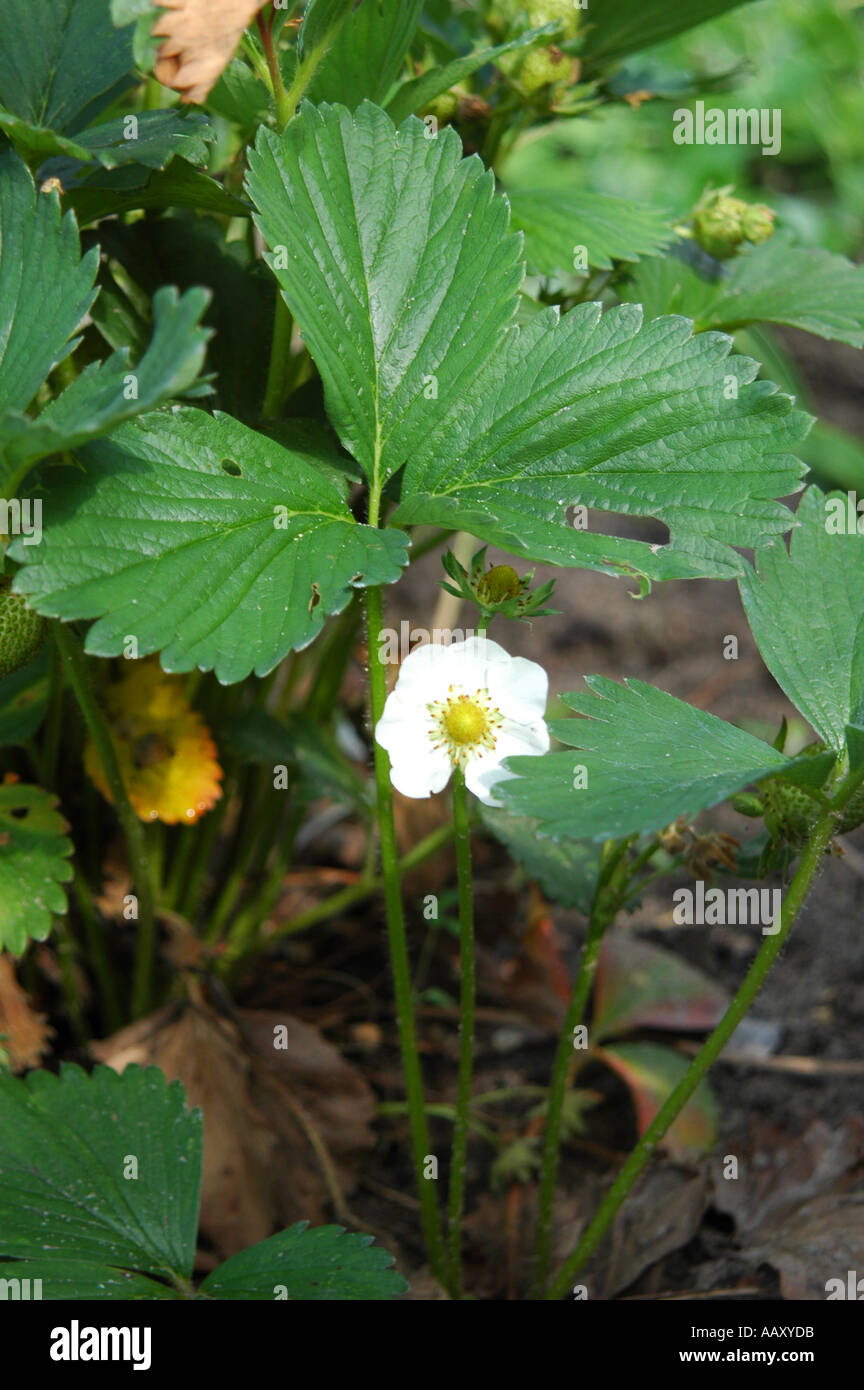 Strawberry flower buds hi-res stock photography and images - Alamy