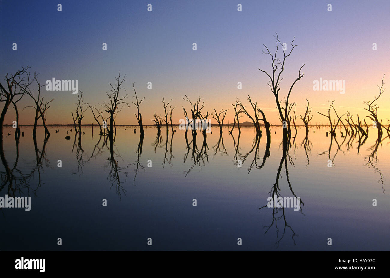 Dead trees in Kow Swamp Victoria Australia Stock Photo