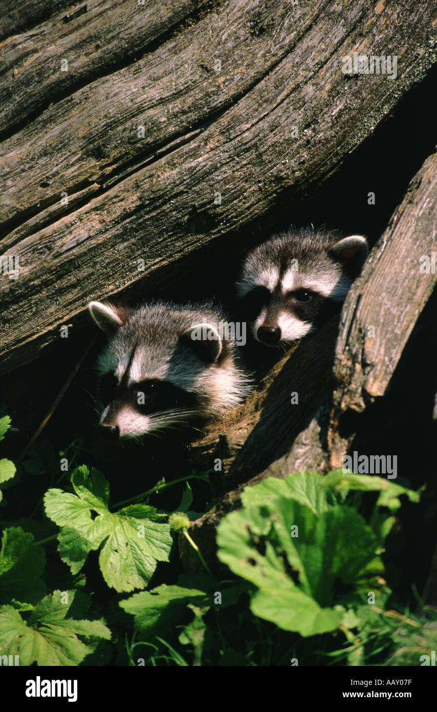 Baby raccoons hi-res stock photography and images - Alamy