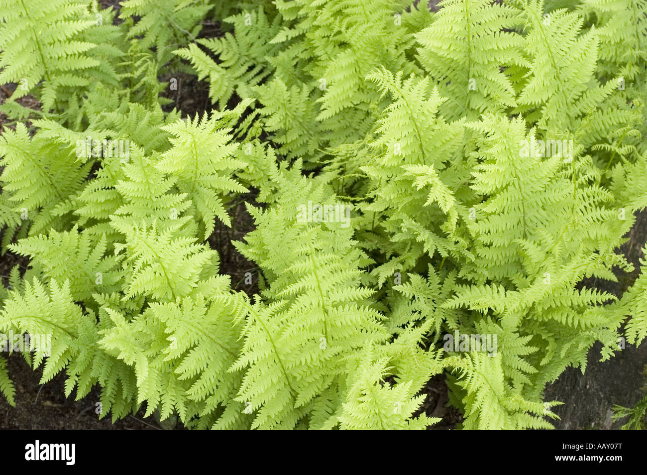 Green spring leaves of Marsh Fern - Thelypteridaceae - Thelypteris palustris Stock Photo