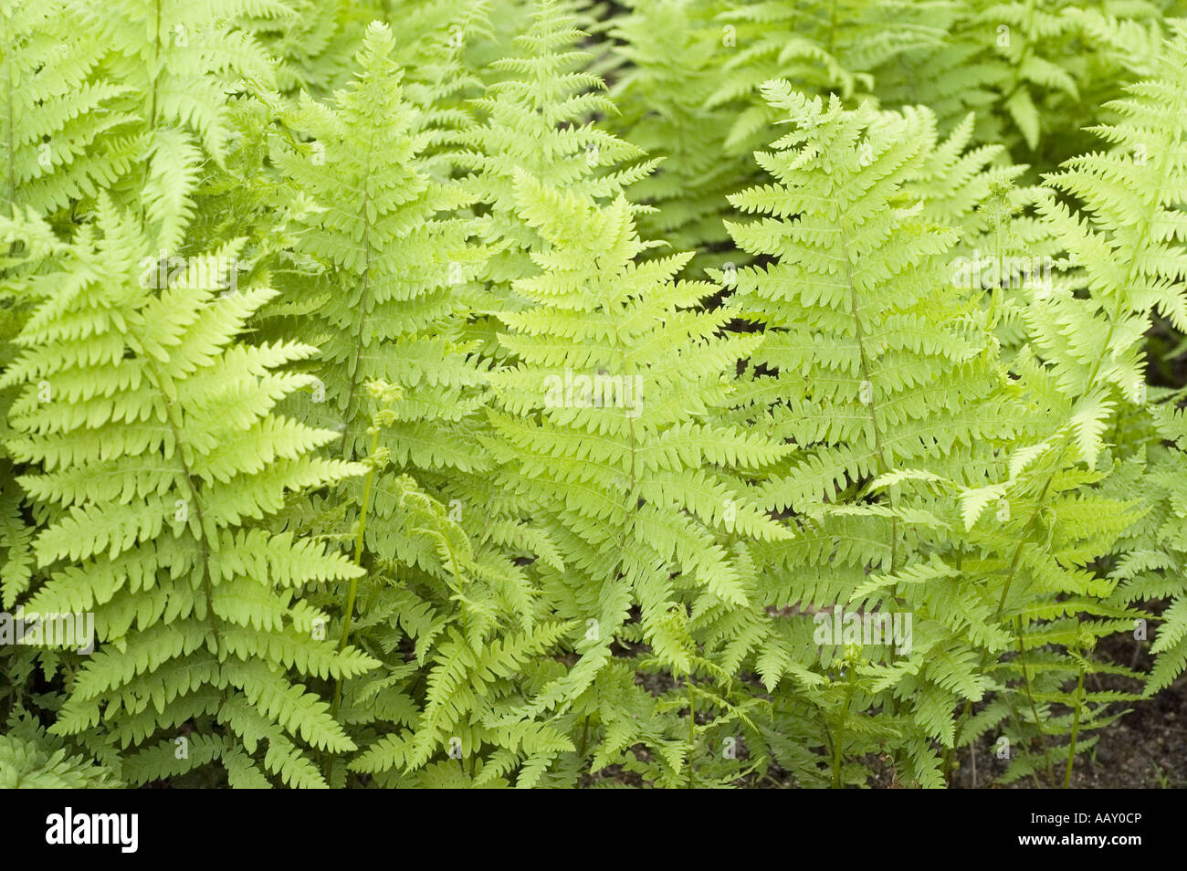 Green spring leaves of Marsh Fern - Thelypteridaceae - Thelypteris palustris Stock Photo