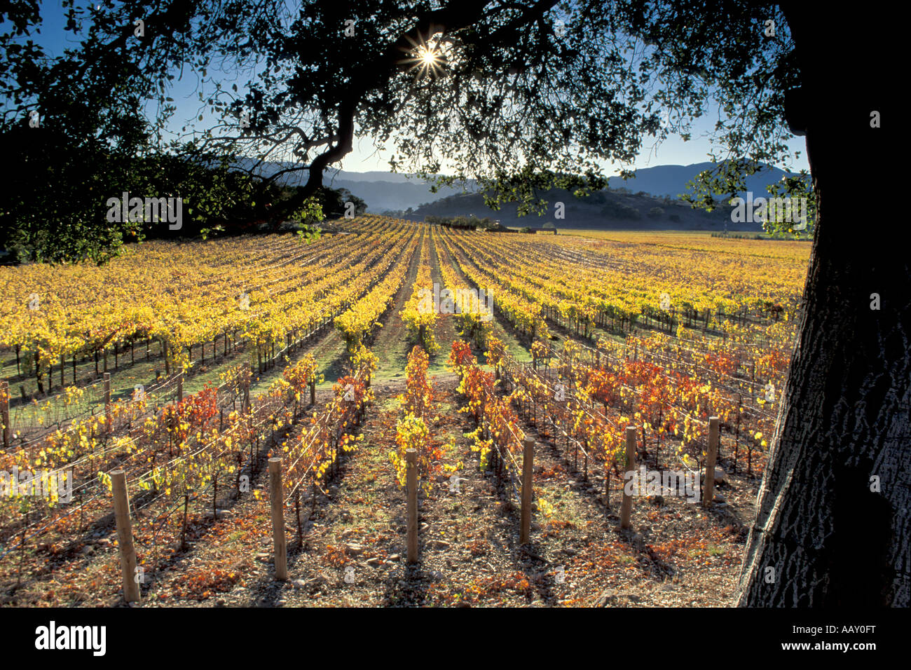 Boundary Oak Tree in Grape Vineyard Napa Valley California with harvest colors in fall horizontal Stock Photo