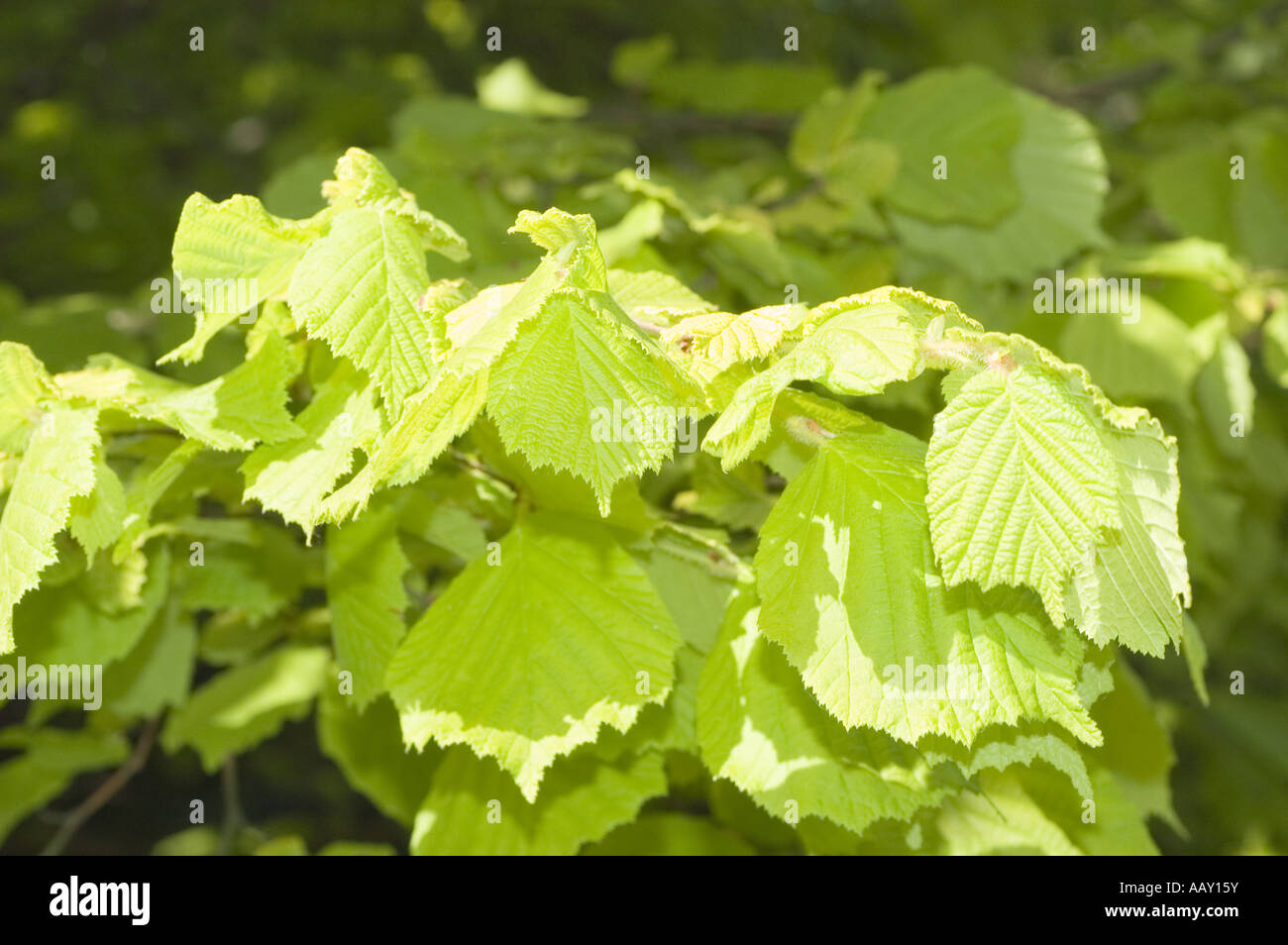 Corylus avellana aurea hires stock photography and images Alamy