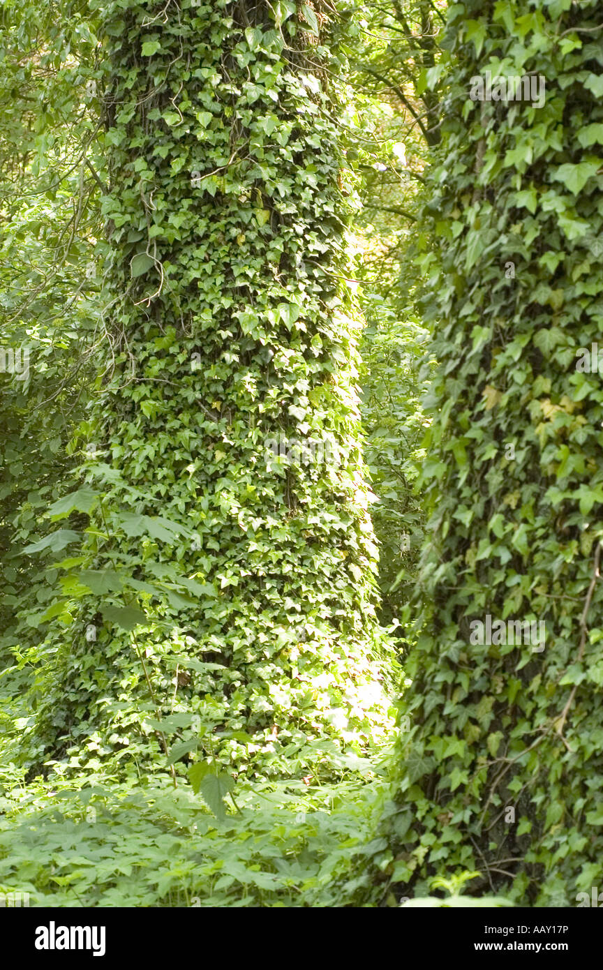 English Ivy covering trees in old park - Araliaceae Hedera helix Europe ...