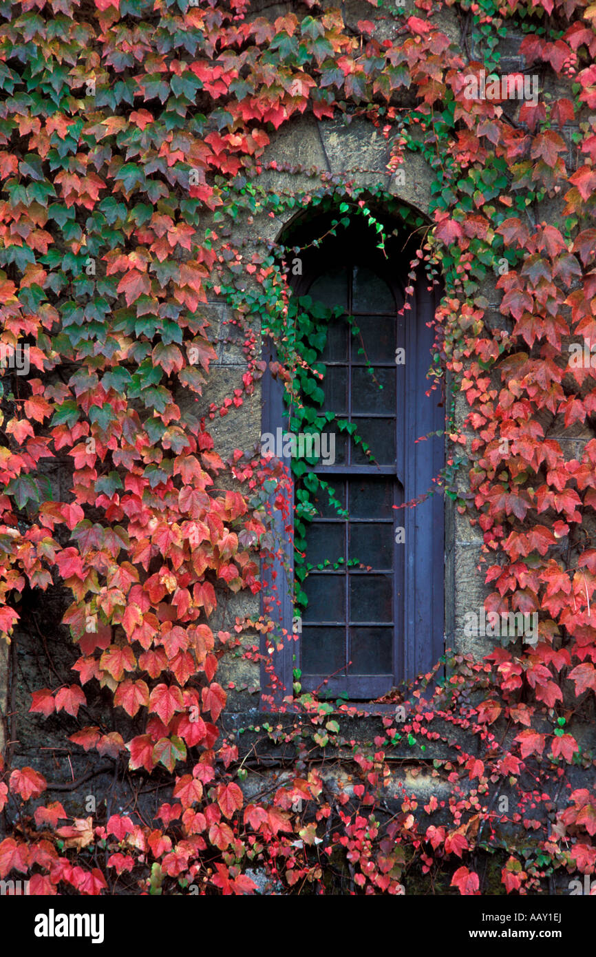 Old window covered in ivy at a Napa Valley winery with stone castle in Northern California vertical Stock Photo