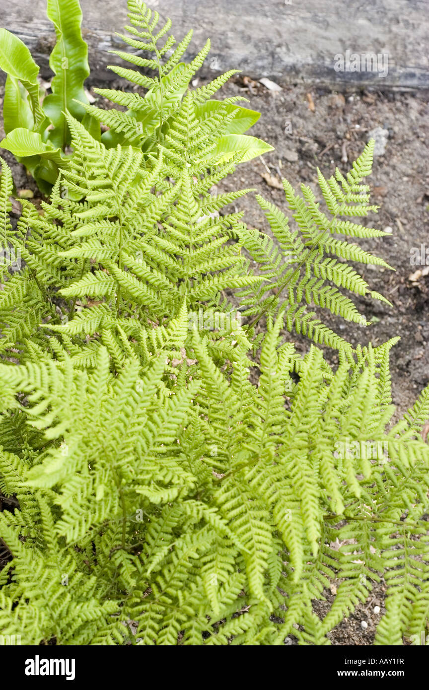 Green Christmas fern plant during spring - Dryopteridaceae - Dryopteris dilatata Stock Photo
