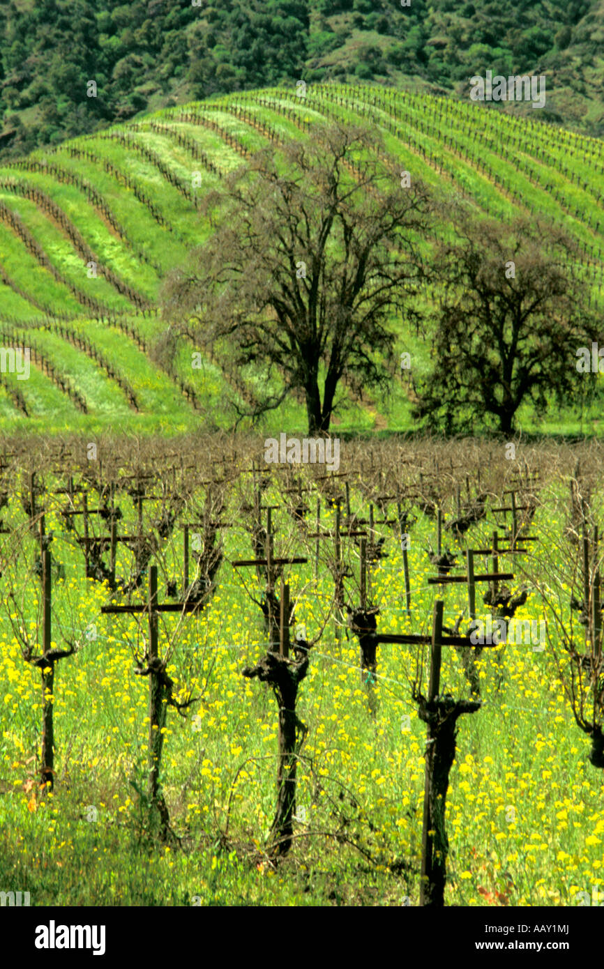 old grape vines in a green field during spring showing a rolling ...