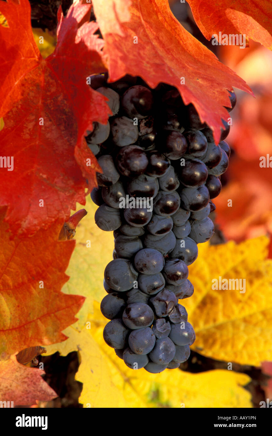 red wine grapes at harvest time still on the vine with colorful leaves ...