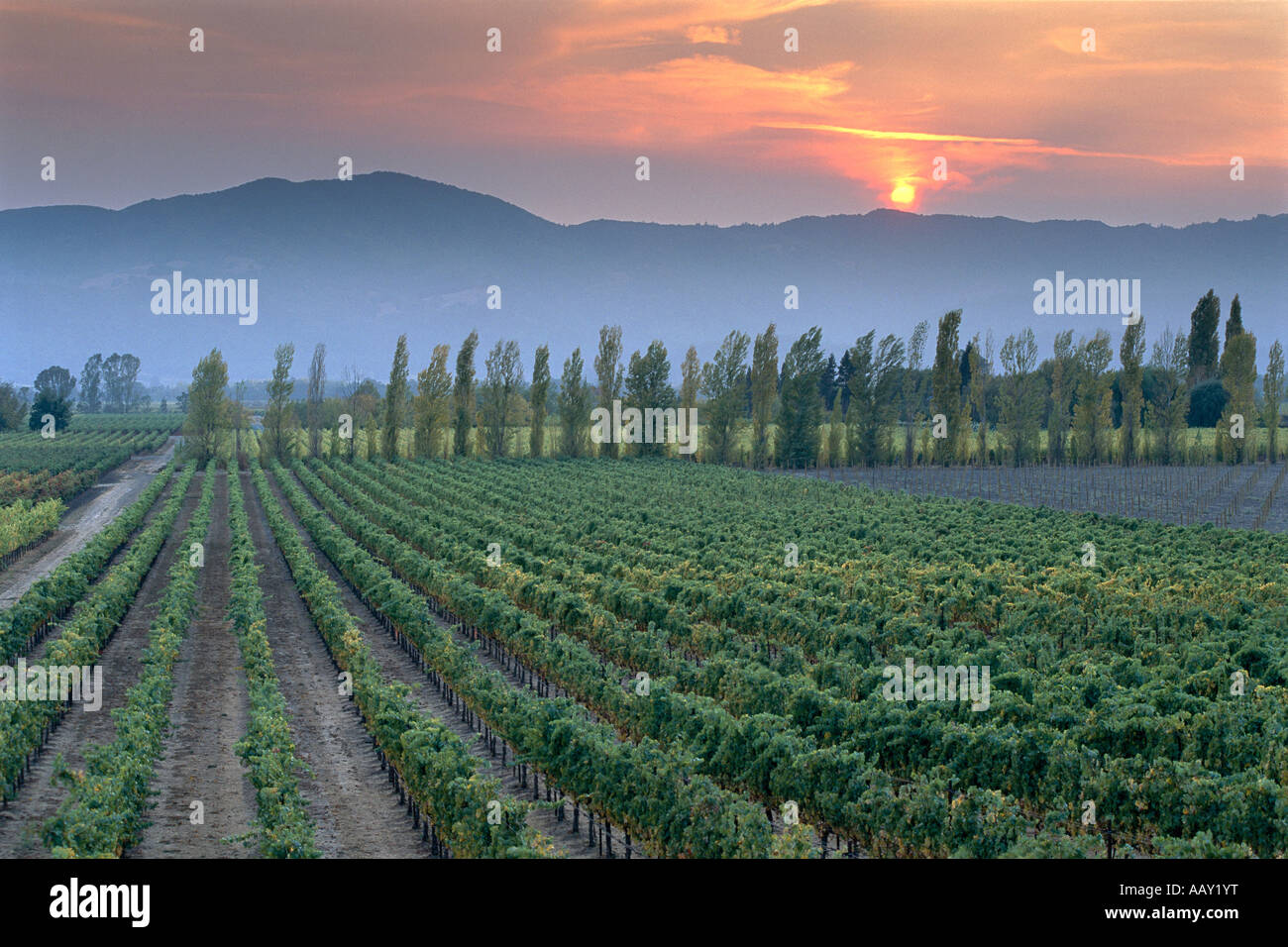 Napa Valley sunset in the wine grape vineyards of Northern California United States of America