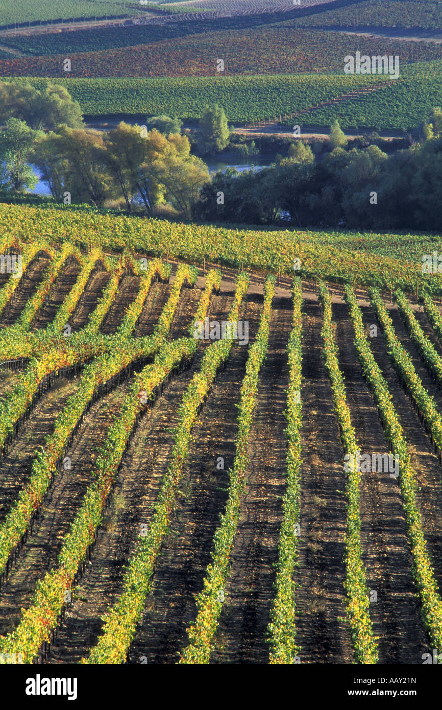 Rows of grape vines hi-res stock photography and images - Alamy