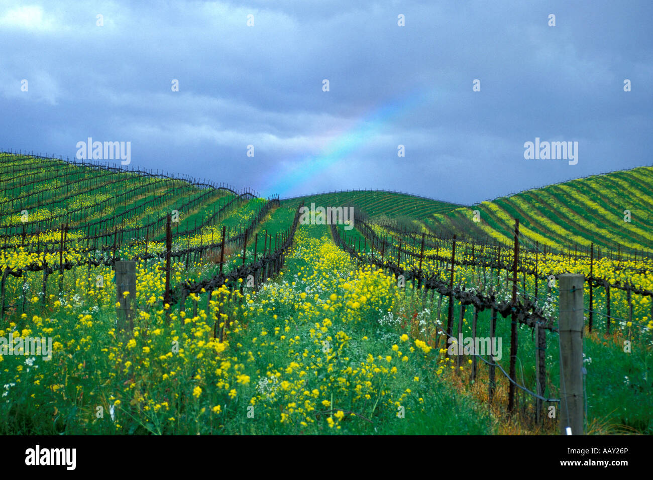 rainbow over wine vineyards in Napa County Careneros Creek California in spriingtime showing mustard flowers in bloom Stock Photo