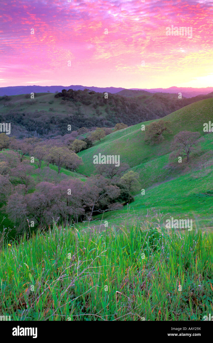 Green Valley in Springtime showing green grasses in Mount Diablo State Park in California foothills vertical Stock Photo