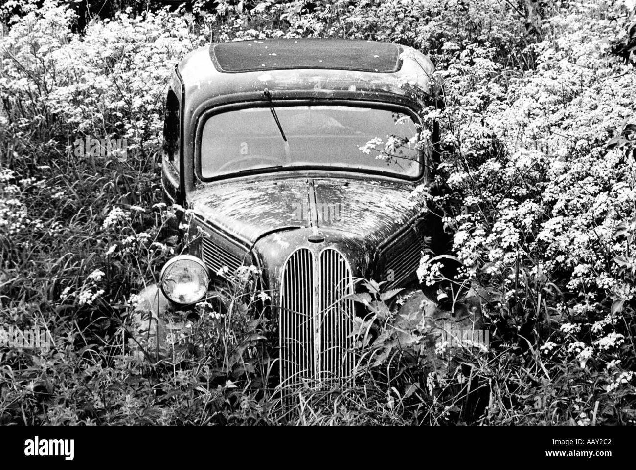 An old Ford car lies rusting amongst the cow parsley at an orchard in Broughton. Stock Photo