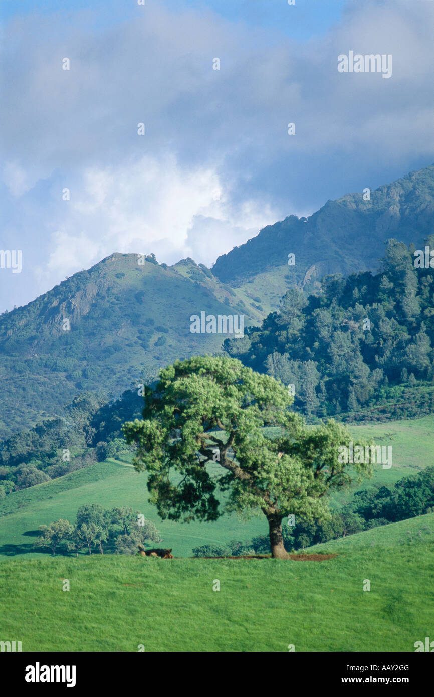 Oak tree with cloudy skies on Mount Diablo California during spring vertical Stock Photo