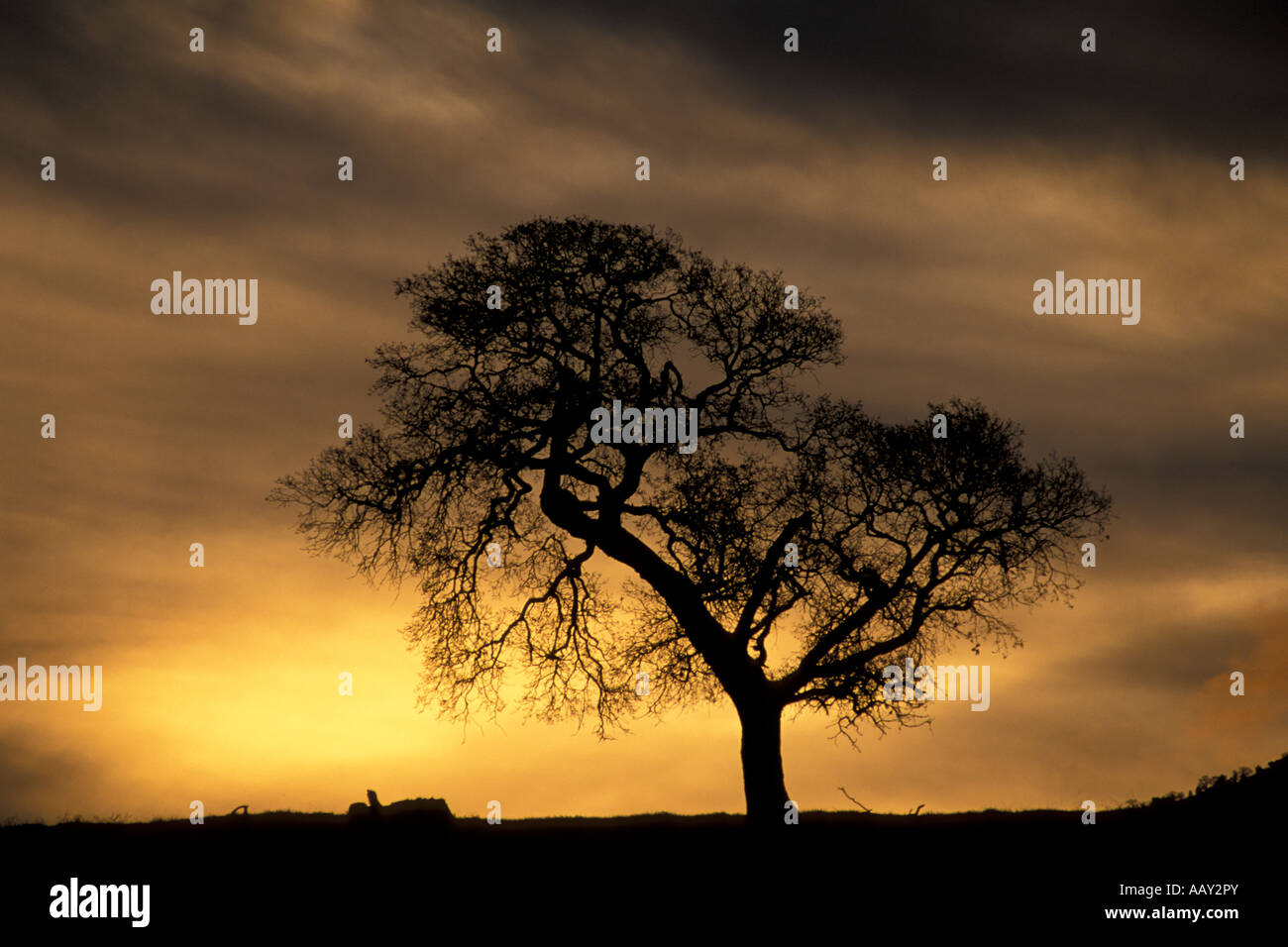 mighty oak tree in silhouette at sunset in winter Stock Photo - Alamy