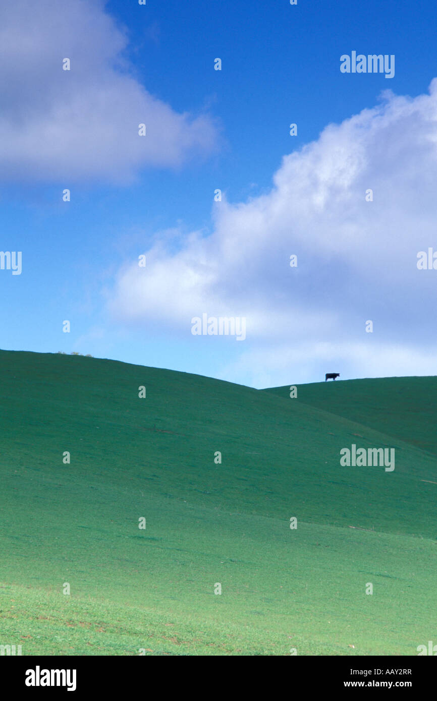 lone cow standing on hilltop with clouds and blue sky vertical Stock Photo