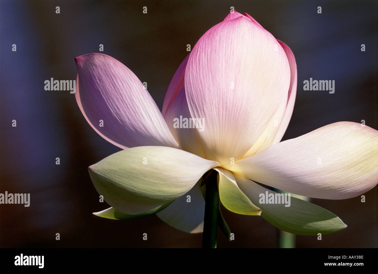 Lotus Flower Petals Stock Photo Alamy