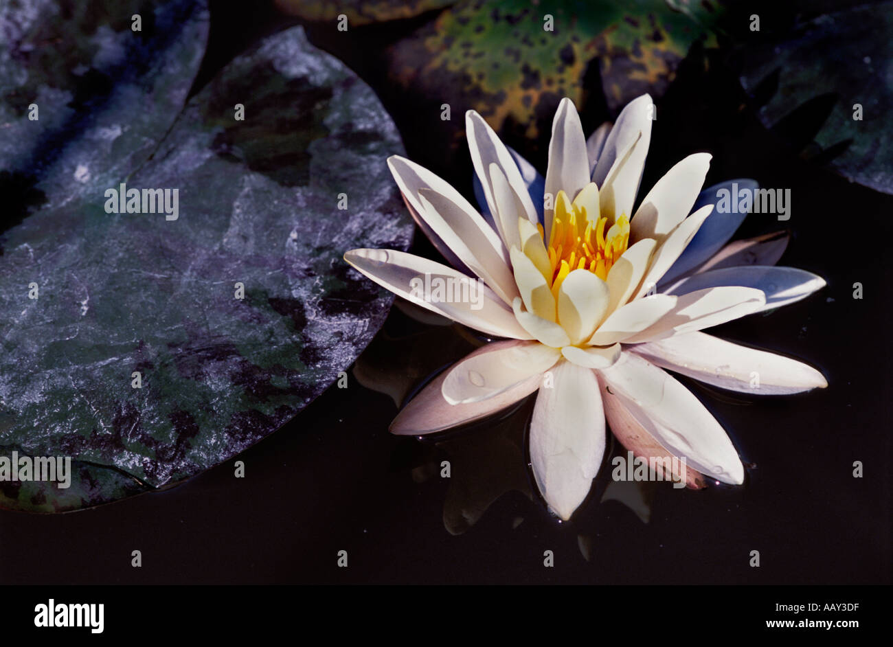 White water lily yellow pollen hi-res stock photography and images - Alamy