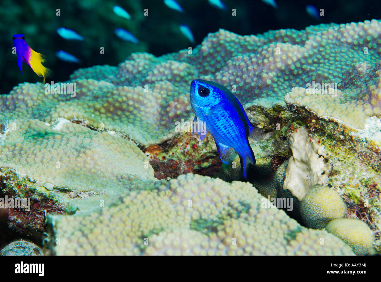 Blue Chromis fish Chromis cyanea hiding in an encrusting star coral Montastrea sp Stock Photo