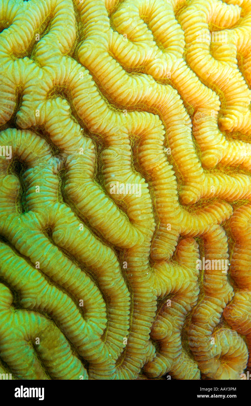 Closeup Brain or Maze Moon hard Coral Platygyra sp Red Sea Egypt Stock Photo