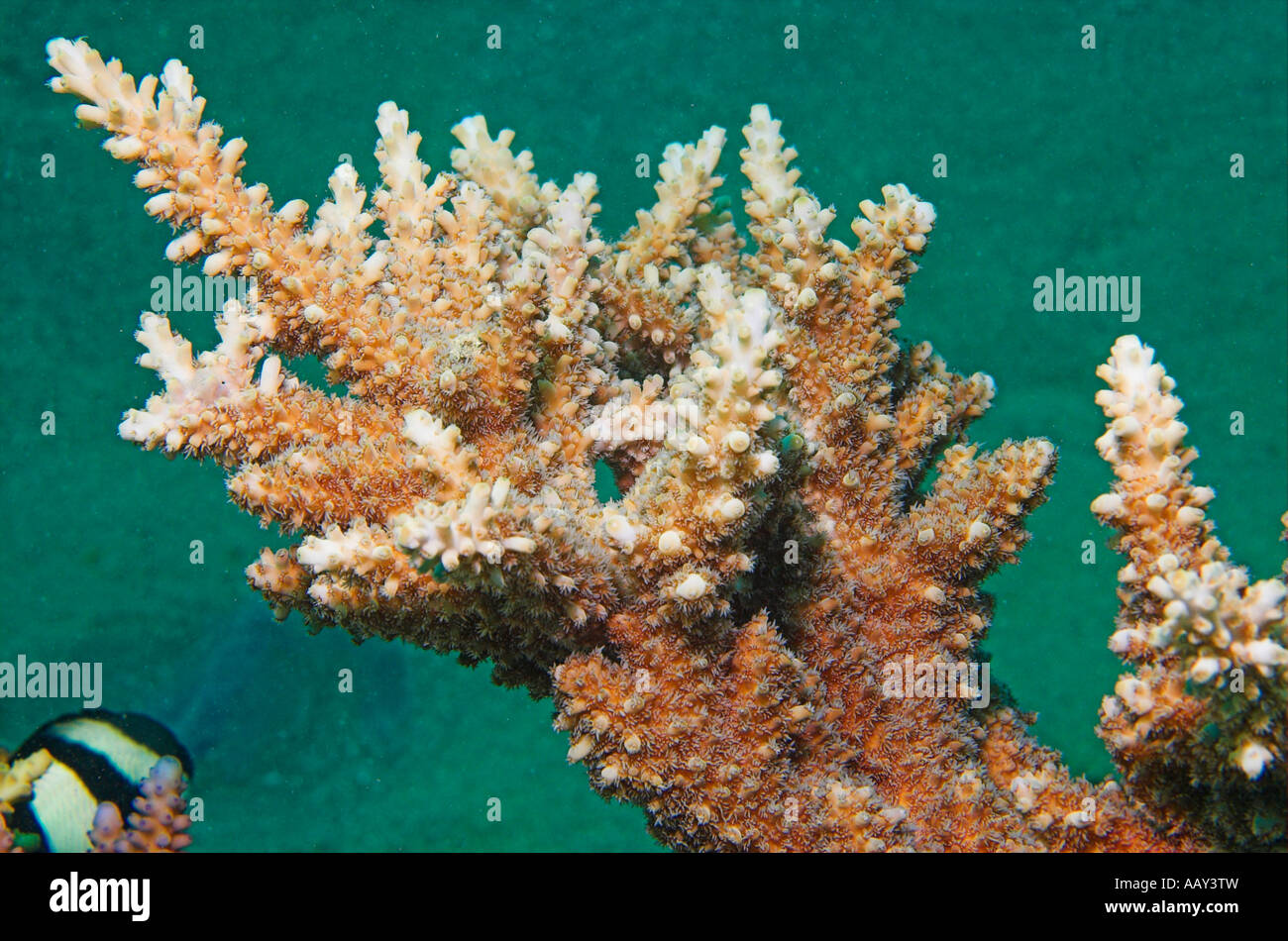 Closeup 'staghorn coral' Acropora with feeding polyps extended out Red Sea Egypt Stock Photo
