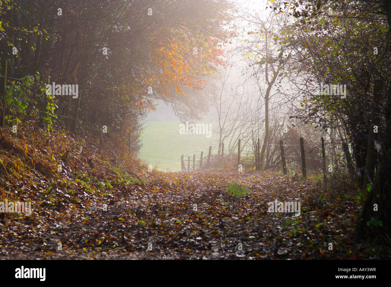 Picturesque foggy countryside footpath Somerset England Stock Photo