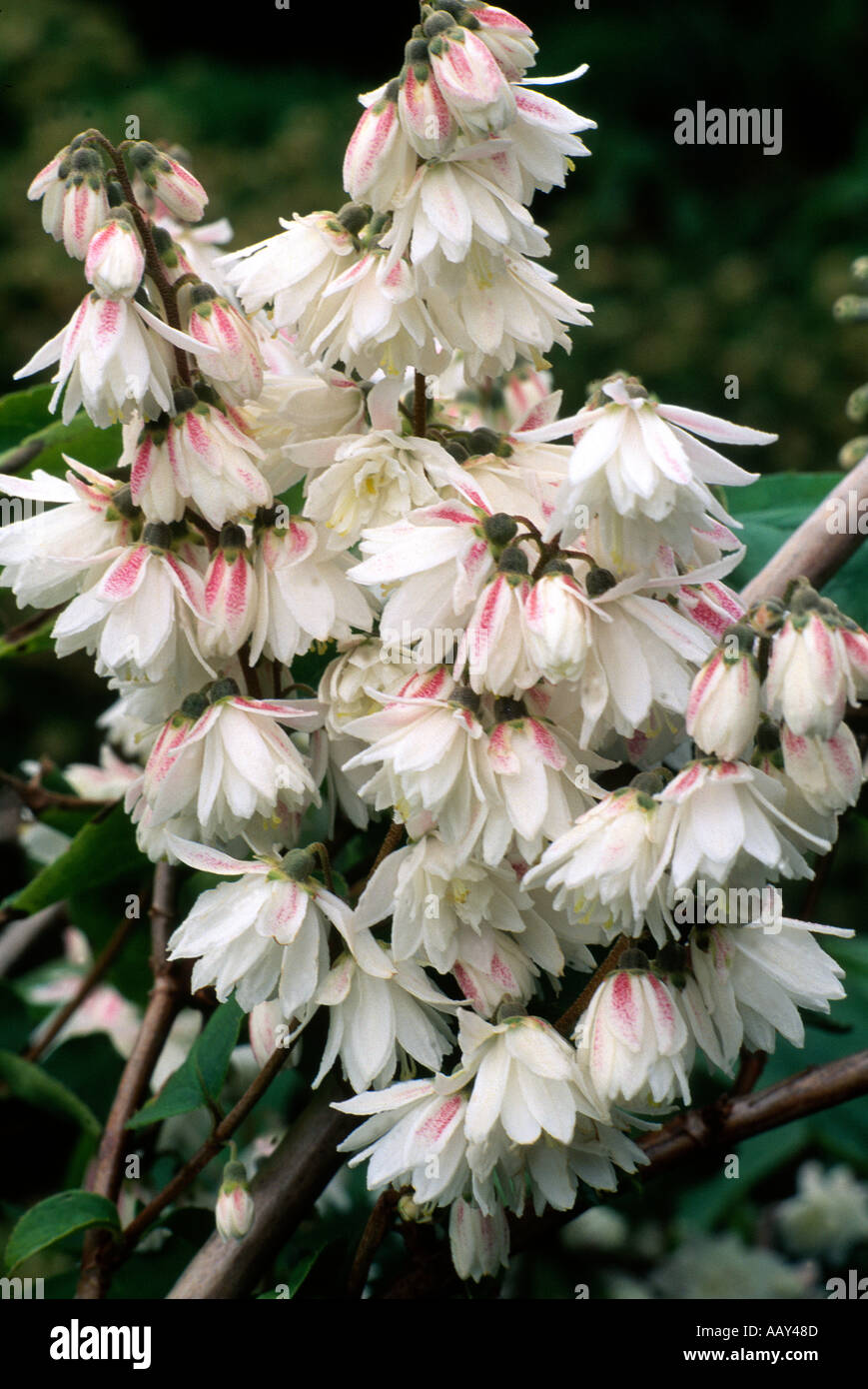 Deutzia scabra Pride of Rochester  Stock Photo