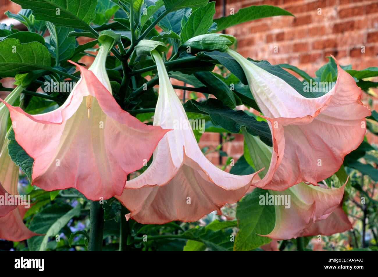 Brugmansia versicolor Stock Photo Alamy