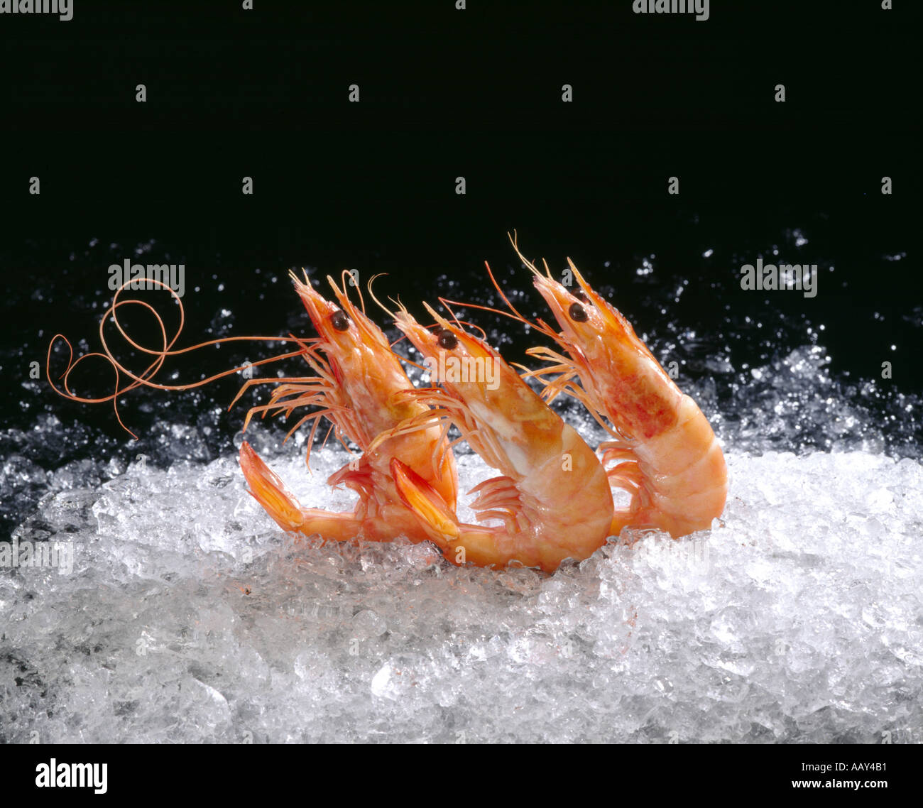 Shrimp farm raised vanameii type cooked with head on ice exported from