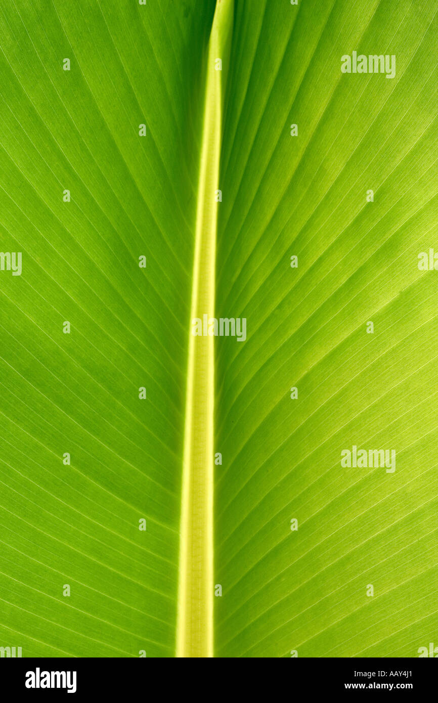 Back lit banana leaf hi-res stock photography and images - Alamy