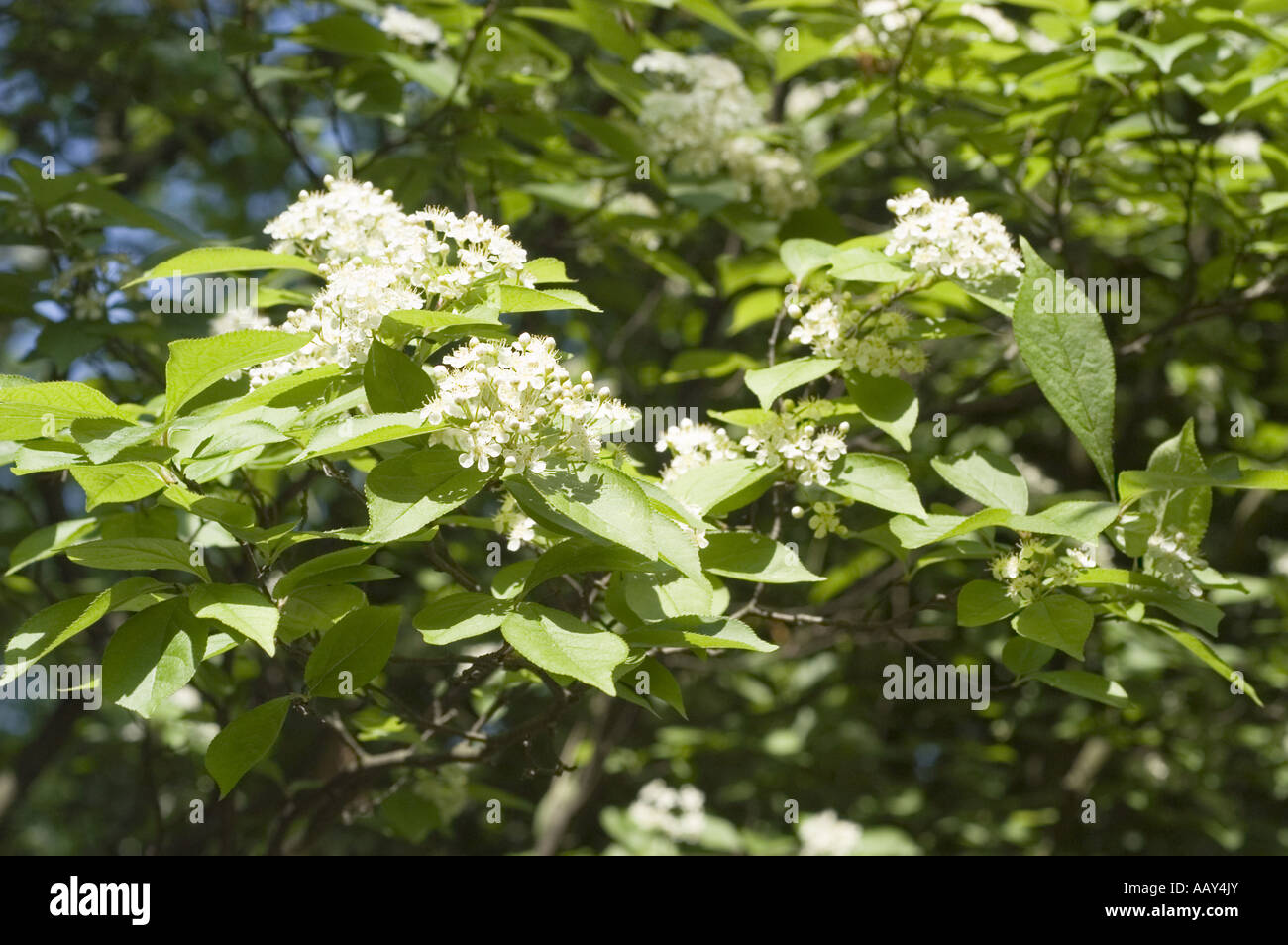 White spring flower of  Oriental Photinia - Photinia villosa, China, Korea, Japan Stock Photo