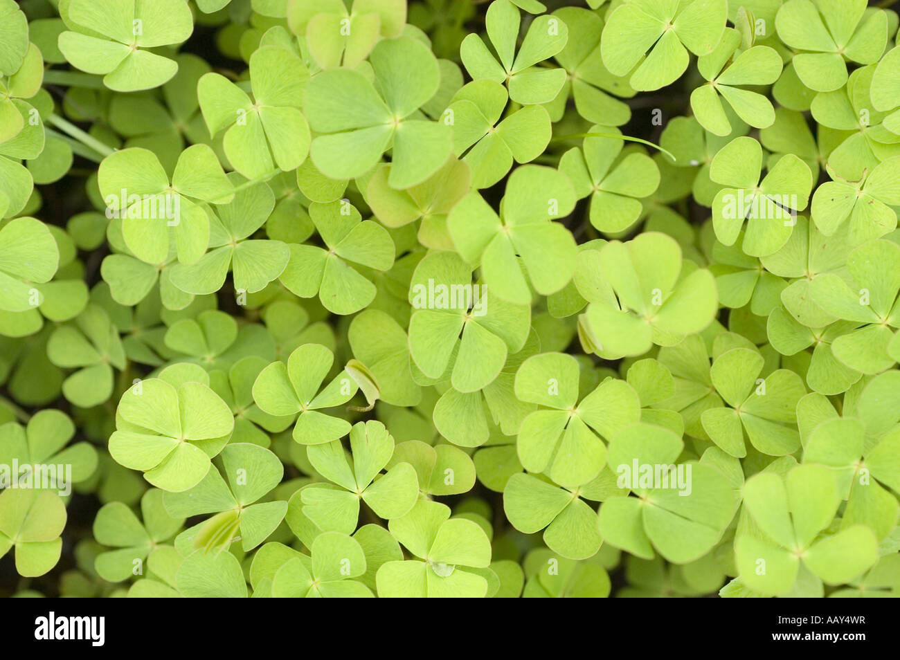 Green leaves cover of  European waterclover - Marsileaceae - Marsilea quadrifolia Stock Photo